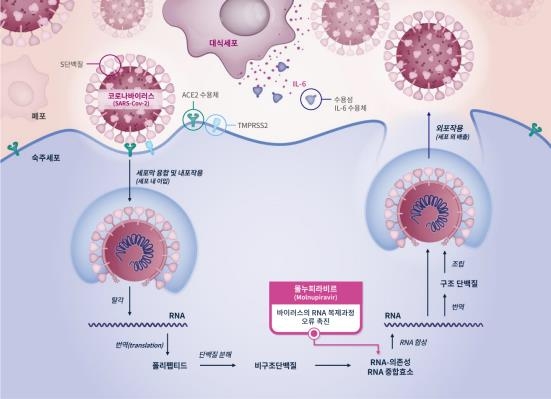 몰누피라비르 작용 기전