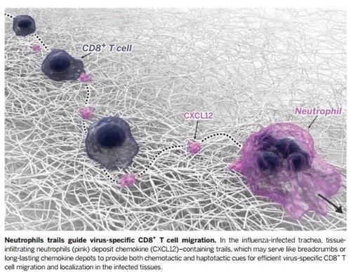 호중성 백혈구의 유도를 따라가는 '바이러스 특이' CD8+ T세포 