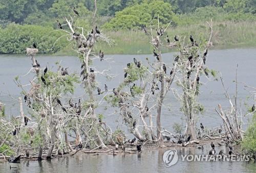 고사 위기에 내몰린 소양강 버드나무 군락