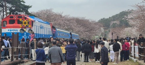 경화역 벚꽃
