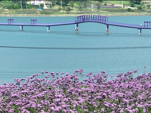 신안 퍼플섬 전국 최대 버들마편초꽃 '활짝'