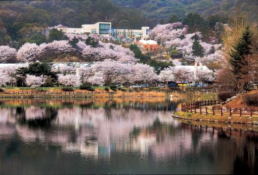 이천 설봉공원 벚꽃