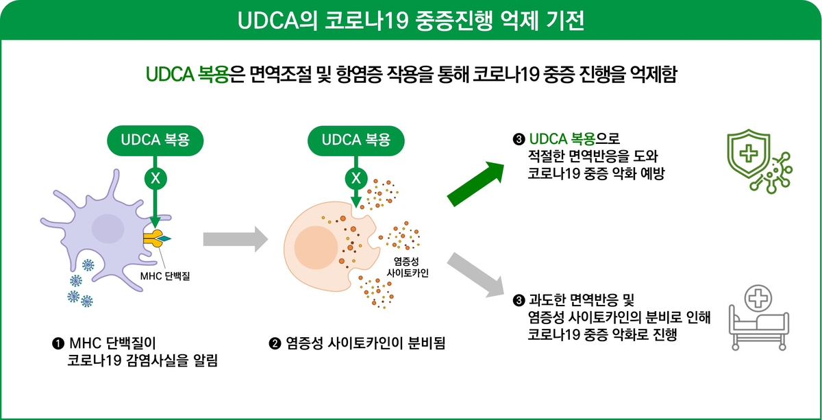 UDCA의 코로나19 중증 진행 억제 원리