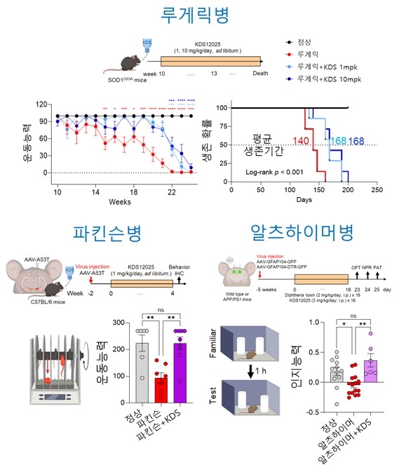 퇴행성 뇌질환 생쥐의 운동·인지 능력 측정