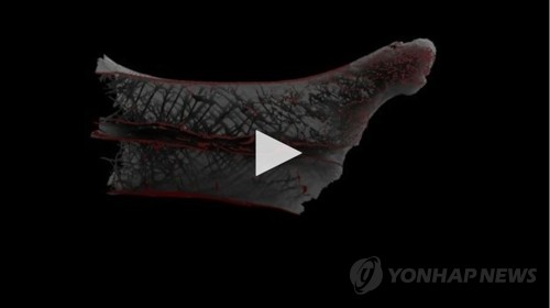 익룡 척추뼈 내부