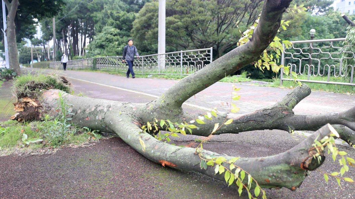 109년 만에 6월 폭우…올여름 장마 독하다