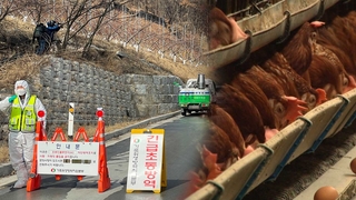 원주 농장서 고병원성 AI…강원도 가축전염병에 시름
