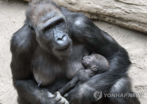 독일 라이프치히 동물원에서 어미 고릴라 키바라가 지난 1월 18일 태어난 지 얼마 안된 새끼를 안고 있는 모습. [AP=연합뉴스 자료사진] 