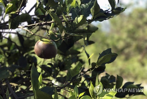 허리케인 어마 피해 입은 플로리다 오렌지 농장