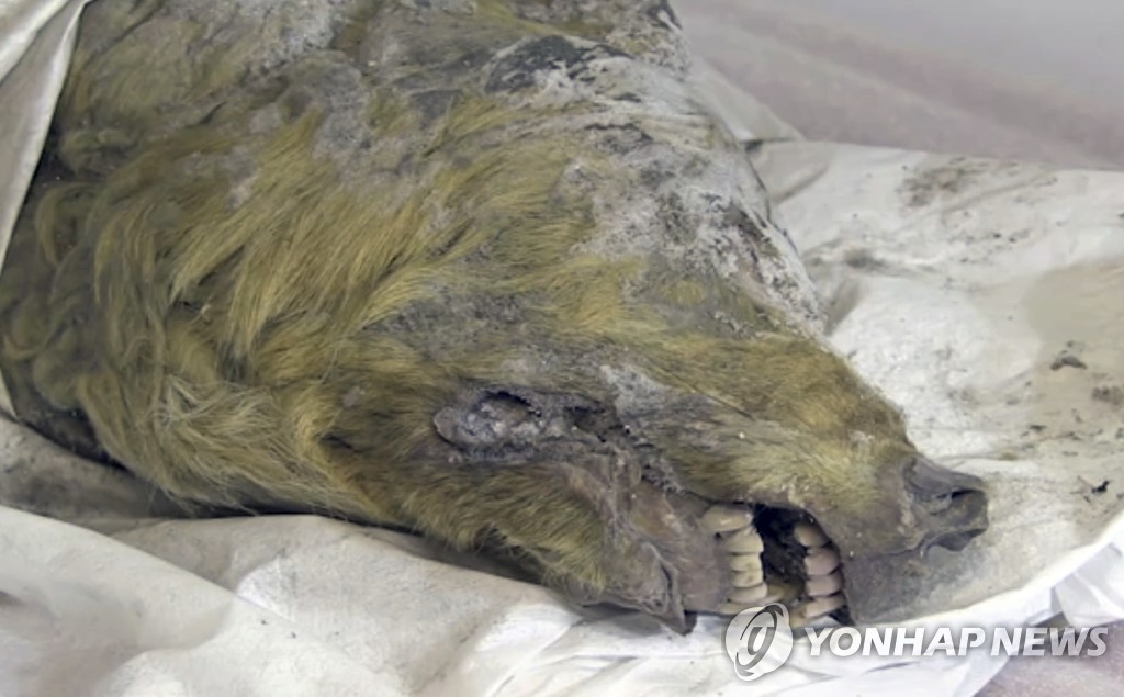 시베리아에서 발견된 4만년 전 추정 늑대 머리.