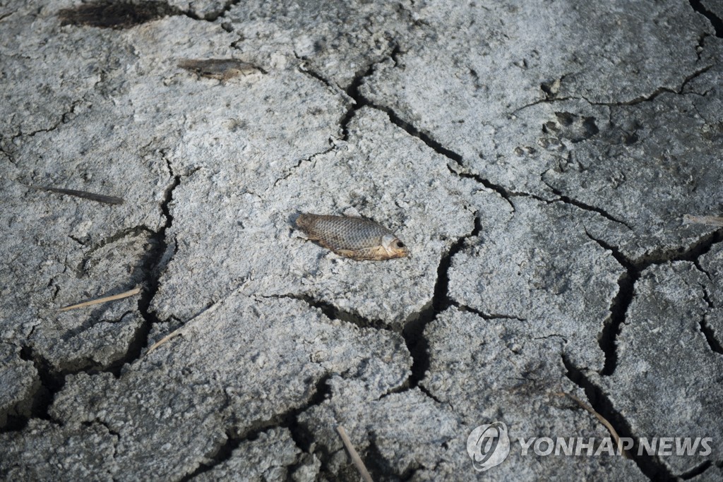 Greece Dead Fish