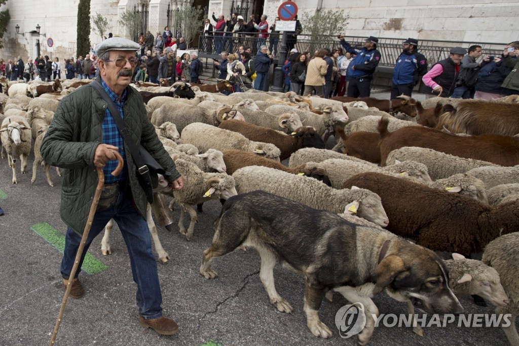 Spain Sheep Crossing