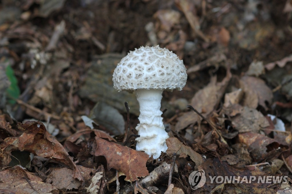 최근 10년간 독버섯을 먹고 23명이 목숨을 잃은 것으로 나타났다. 사진은 여름부터 가을에 활엽수림, 혼합림 내 땅 위에 홀로 또는 무리지어 발생하는 독버섯인 흰오뚜기광대버섯. (연합뉴스 자료사진)