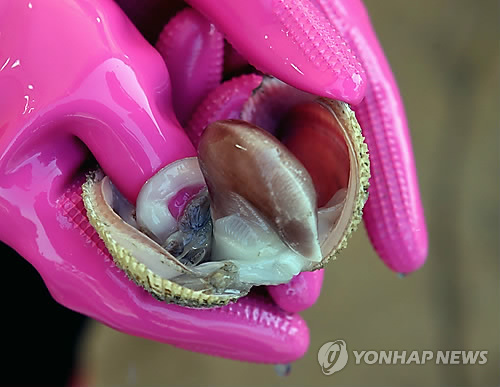 겨울철 별미 '새조개'