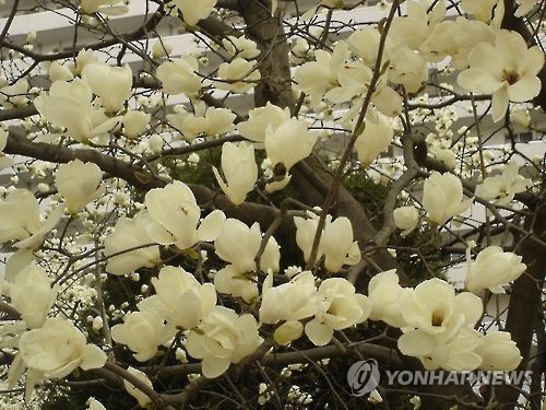 목련
