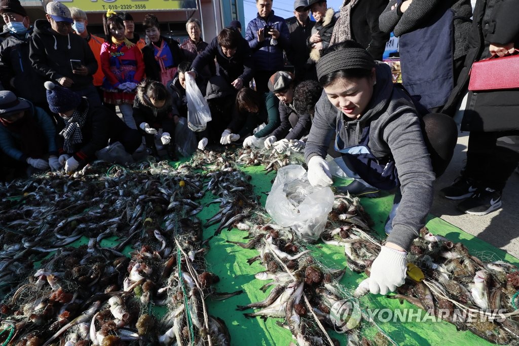 양양 물치항 도루묵축제장에서 펼쳐지는 신나는 '도루묵 뜯기 체험'