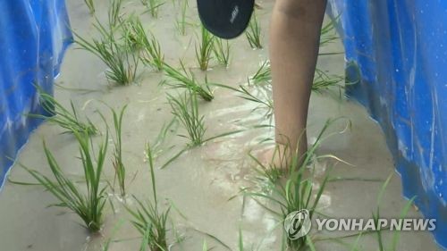 모내기