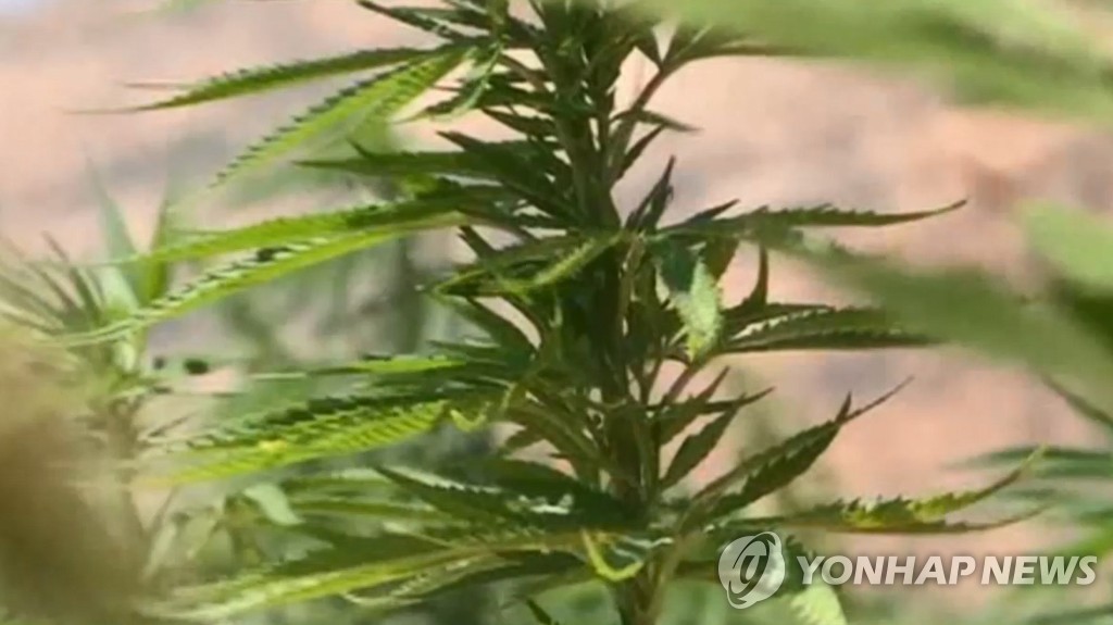 대마초