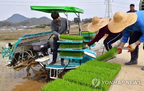 모내기하는 농부들