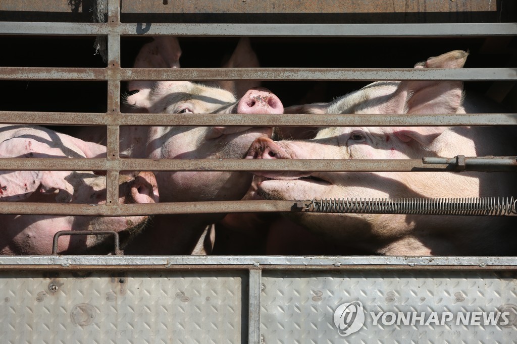 차량에 실린 돼지들