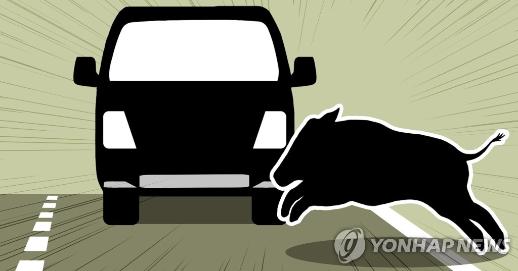 멧돼지 로드킬 (PG)