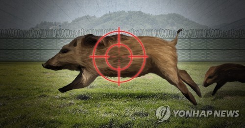 전방 야생멧돼지 총기 포획 (PG)