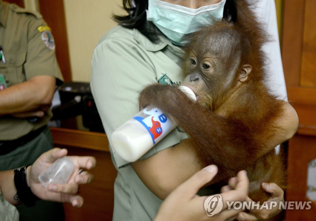 INDONESIA-RUSSIAN-CRIME-ORANG-UTAN