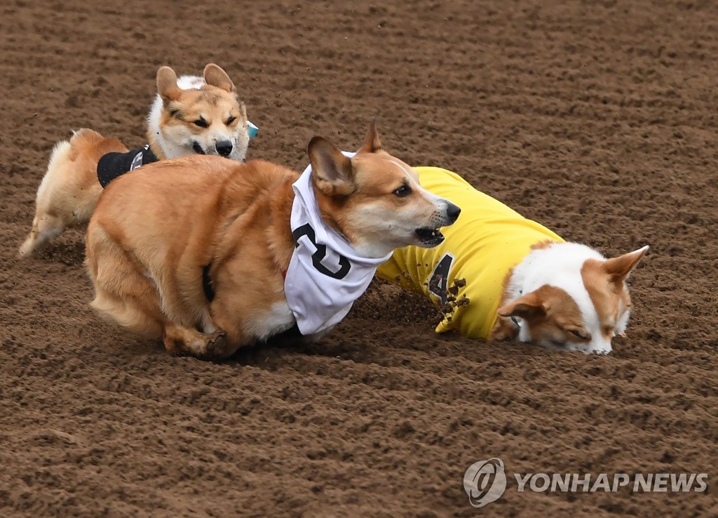 US-DOGS-RACE-CORGI