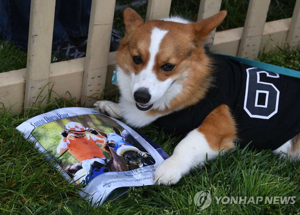 US-DOGS-RACE-CORGI