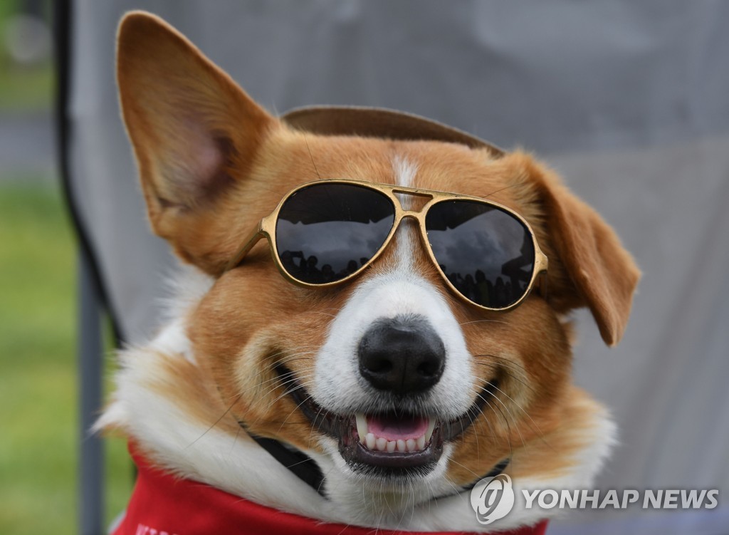 US-DOGS-RACE-CORGI