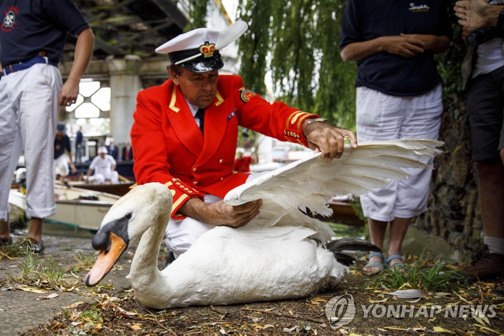 BRITAIN-ANIMAL-SWAN-OFFBEAT