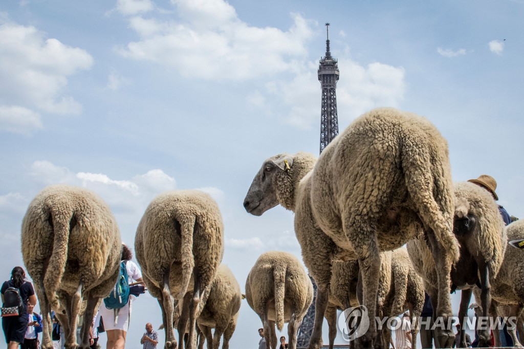 FRANCE-FARMING-AGRICULTURE-CITY-SHEEP