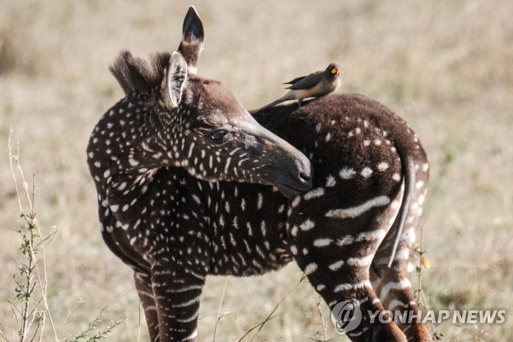 KENYA-NATURE-WILDLIFE-ANIMAL-ZEBRA