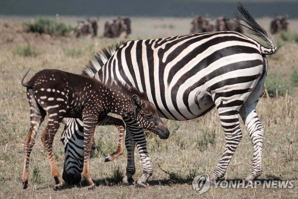 KENYA-NATURE-WILDLIFE-ANIMAL-ZEBRA