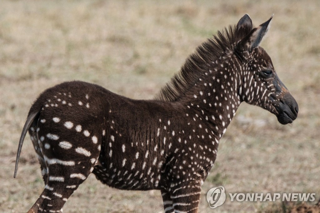 KENYA-NATURE-WILDLIFE-ANIMAL-ZEBRA
