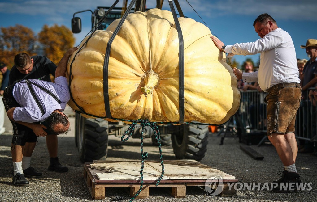 GERMANY-BELGIUM-PUMPKIN-CONTEST
