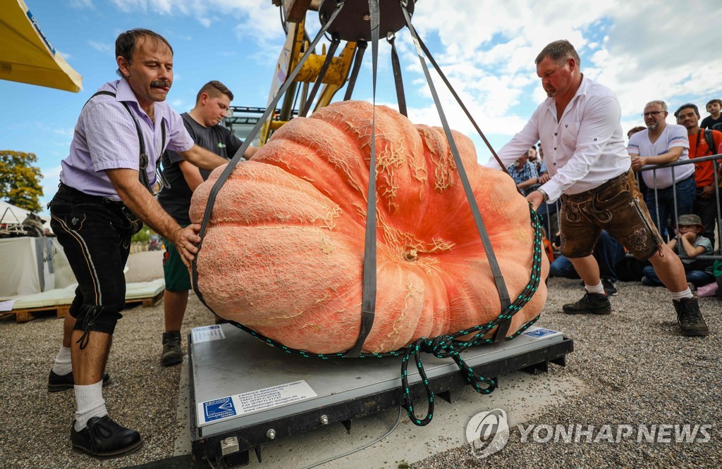 GERMANY-BELGIUM-PUMPKIN-CONTEST