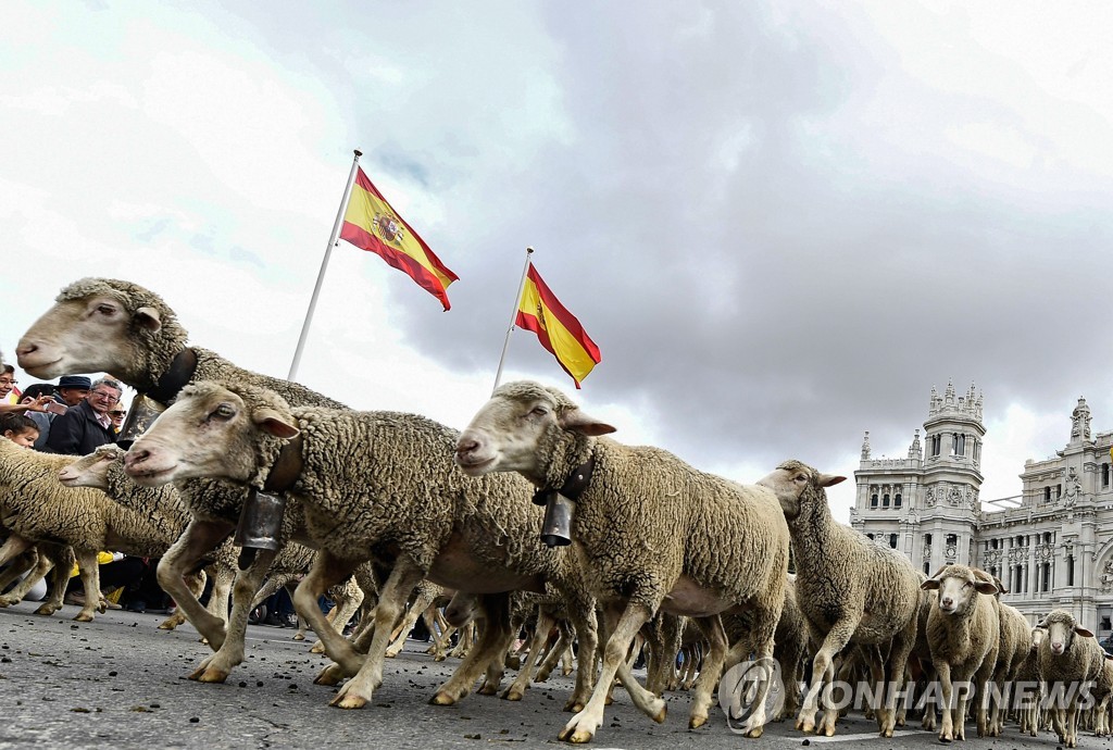 SPAIN-TRADITION-ANIMALS-TRANSHUMANCE-SHEEP
