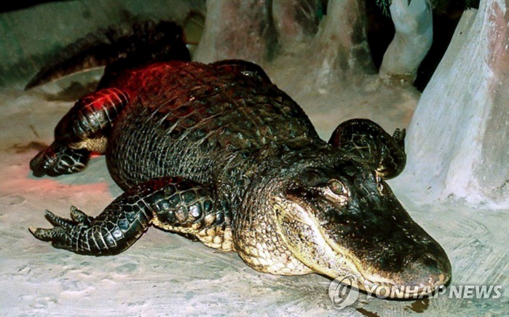 animal-RUSSIA-ZOO-ANIMAL
