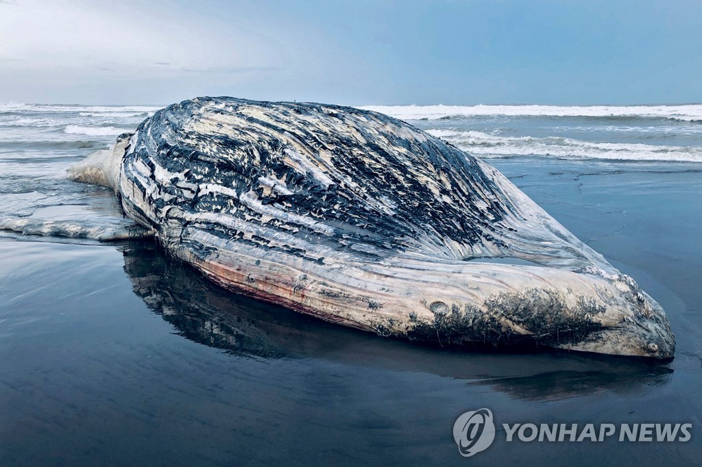 GUATEMALA-ANIMAL-WHALE