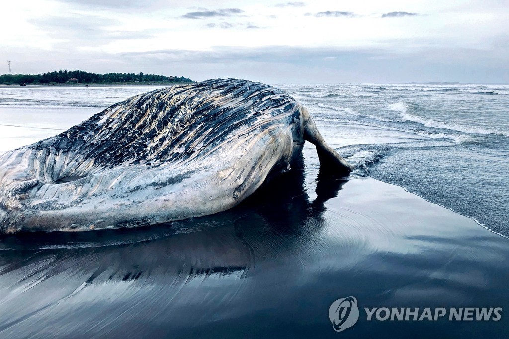 GUATEMALA-ANIMAL-WHALE