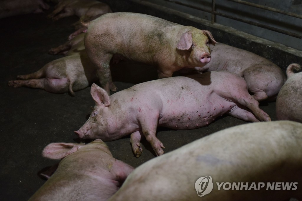 중국 돼지농가의 돼지 [AFP=연합뉴스 자료사진]