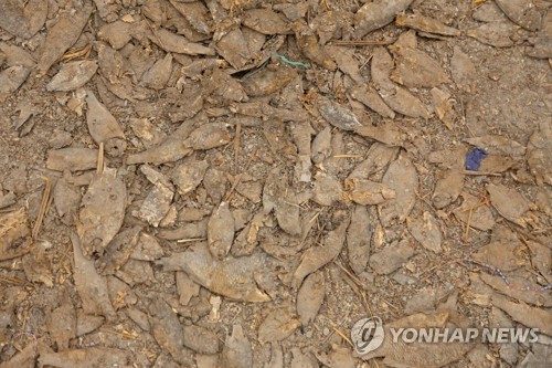 이라크 호수에 죽은 물고기들