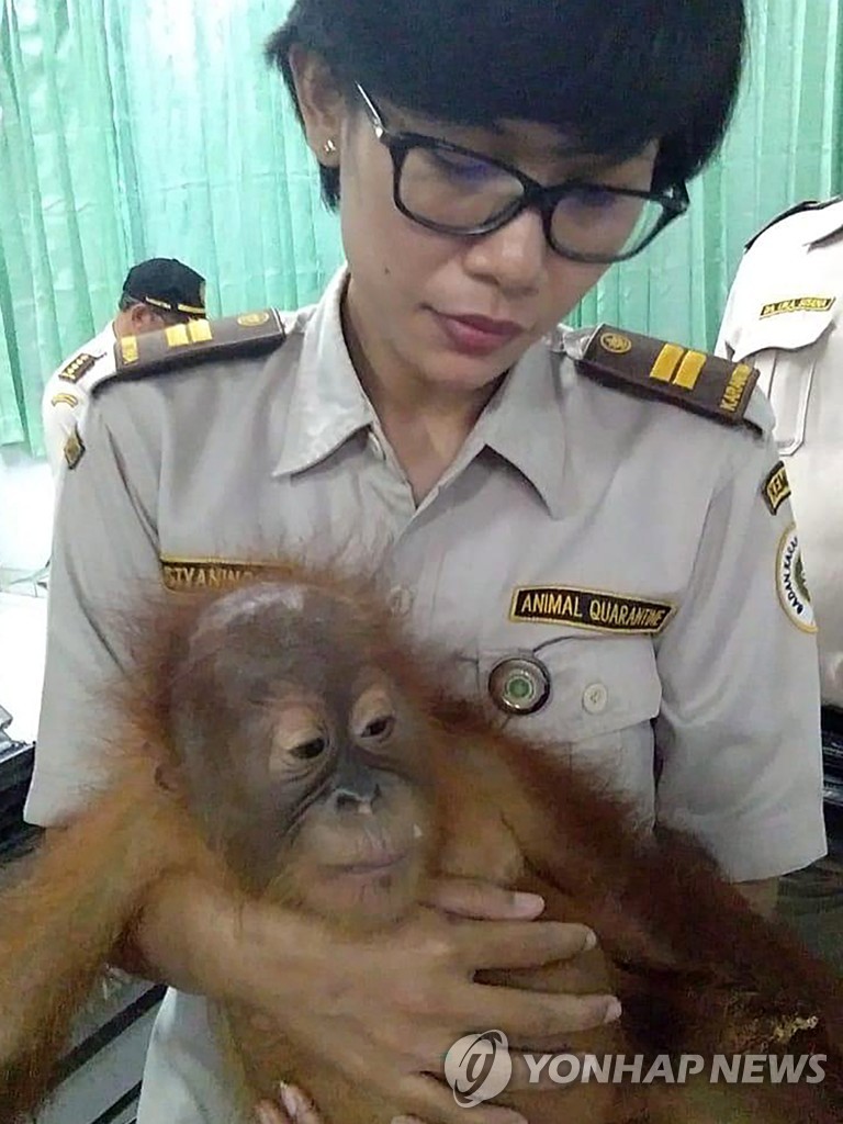INDONESIA ORANGUTAN