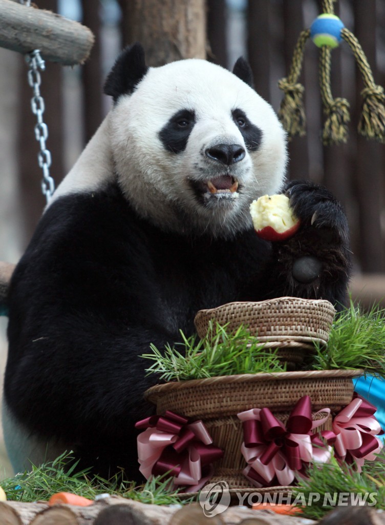(FILE) THAILAND PANDA DEATH