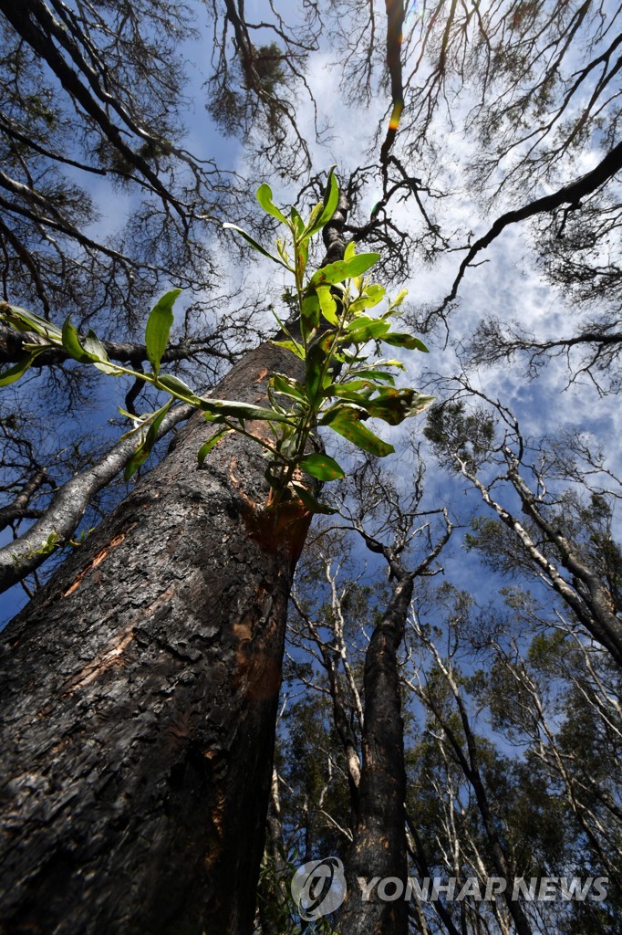 AUSTRALIA BUSHFIRES NATURE