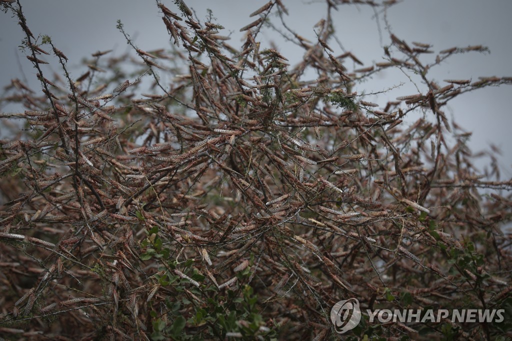 KENYA LOCUST CRISIS