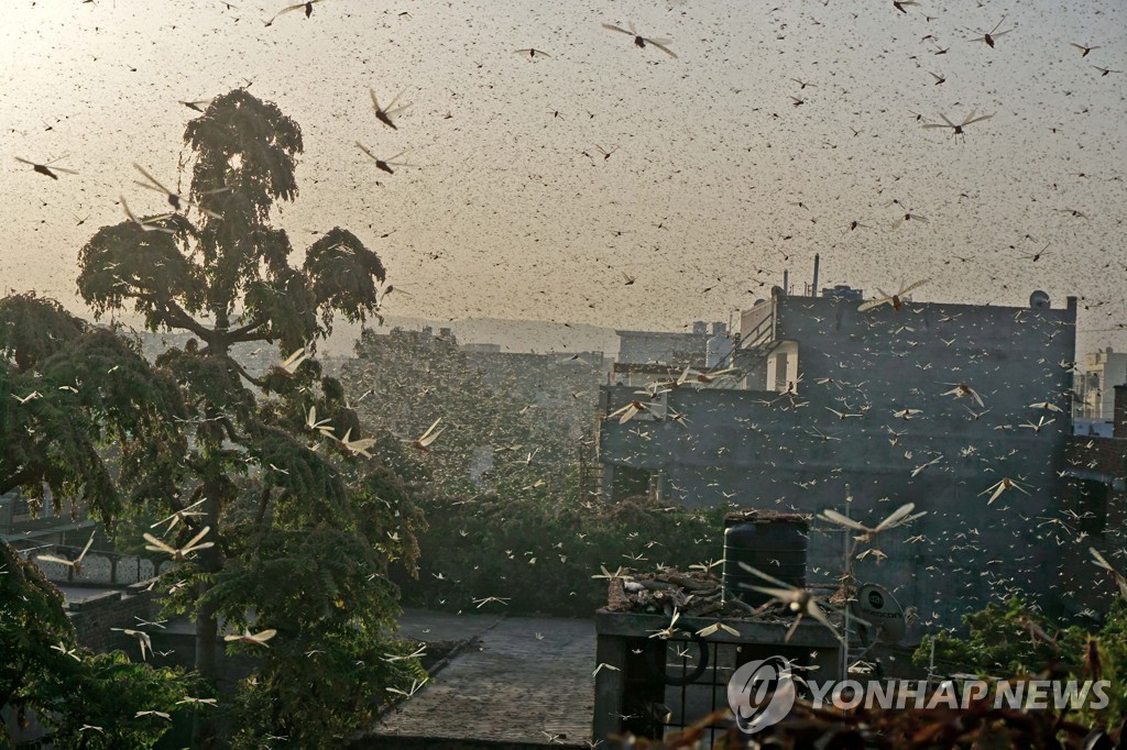 INDIA LOCUSTS ATTACK