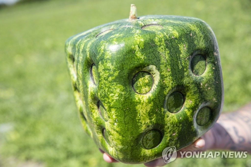 HUNGARY AGRICULTURE CUBE SHAPED WATERMELON