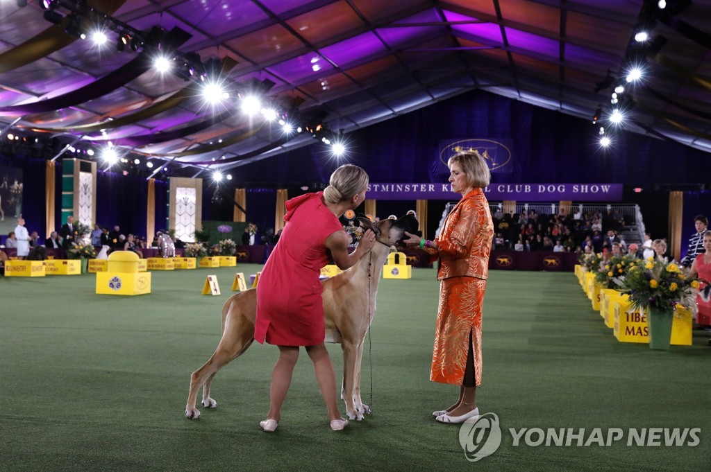 USA NEW YORK WESTMINSTER DOG SHOW